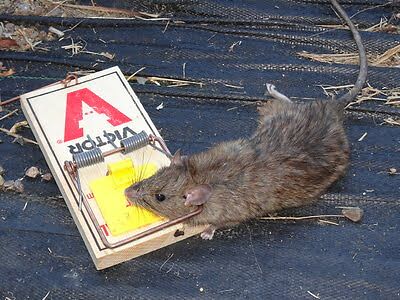 rodent trapping