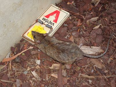 rodent trapping